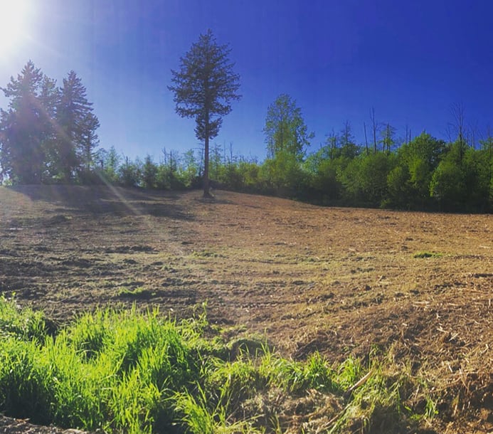 forestry-mulching-after