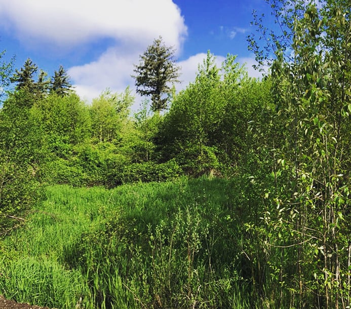 forestry-mulching-before